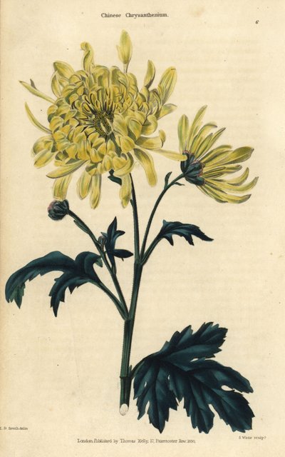  av Edward Dalton Smith