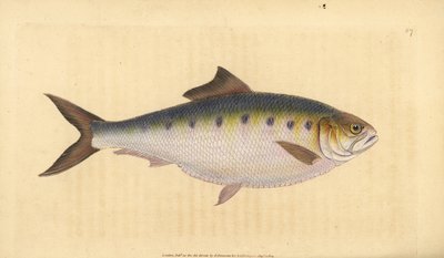 Allis shad, Alosa alosa (Shad, Clupea alosa). Handfärgad kopparplåt ritad och graverad av Edward Donovan från hans Natural History of British Fishes, Donovan och F.C. och J. Rivington, London av Edward Donovan