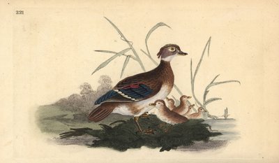 Amerikansk trädanka (hona och ung). Handfärgad kopparplåt ritad och graverad av Edward Donovan från hans egen "Natural History of British Birds", London av Edward Donovan