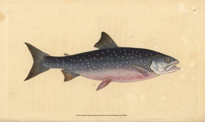 Fjällröding, Salvelinus alpinus alpinus (Alpin lax, Salmo alpinus). Handfärgad kopparplåt ritad och graverad av Edward Donovan från hans Natural History of British Fishes, Donovan och F.C. och J. Rivington, London av Edward Donovan