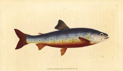 Fjällröding, Salvelinus alpinus alpinus (Salvelian röding, Salmo salvelinus). Handfärgad kopparplåt ritad och graverad av Edward Donovan från hans Natural History of British Fishes, Donovan och F.C. och J. Rivington, London av Edward Donovan
