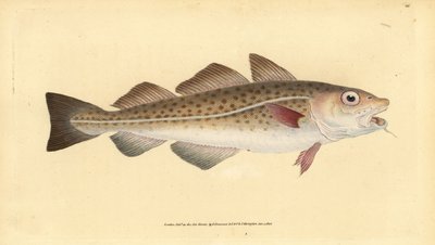 Atlanttorsk eller torskfisk. Gadus morhua. Sårbar. Handfärgad kopparplåt ritad och graverad av Edward Donovan från hans Natural History of British Fishes, Donovan och F.C. och J. Rivington, London av Edward Donovan
