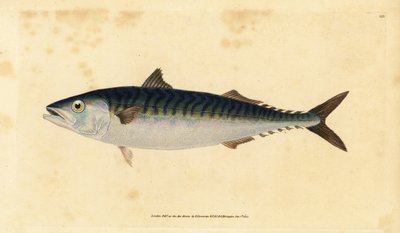 Atlantisk makrill, Scomber scombrus (Mackarel, Scomber scomber). Handfärgad kopparplåt ritad och graverad av Edward Donovan från hans Natural History of British Fishes, Donovan och F.C. och J. Rivington, London av Edward Donovan