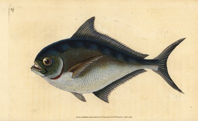 Atlantisk pomfret, Brama brama (Rays tandade förgyllda huvud, Sparus raii). Handfärgad kopparplåt ritad och graverad av Edward Donovan från hans Natural History of British Fishes, Donovan och F.C. och J. Rivington, London av Edward Donovan