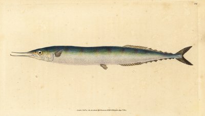Atlantisk saury, Scomberesox saurus saurus (Skippergädda, Esox saurus). Handfärgad kopparplåt ritad och graverad av Edward Donovan från hans Natural History of British Fishes, Donovan och F.C. och J. Rivington, London av Edward Donovan