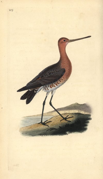 Stångsvansspov (hane), Limosa lapponica. Handfärgad kopparplåt ritad och graverad av Edward Donovan från hans egen "Natural History of British Birds", London av Edward Donovan