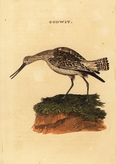 Stångsvansspov, Limosa lapponica av Edward Donovan