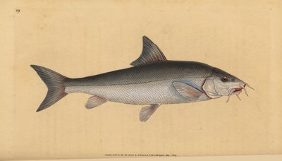 Skäggstång, skäggig skäggig (Cyprinus skäggig). Handfärgad kopparplåt ritad och graverad av Edward Donovan från hans Natural History of British Fishes, Donovan och F.C. och J. Rivington, London av Edward Donovan