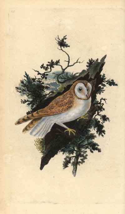Tornuggla, Tyto alba. Handfärgad kopparplåt ritad och graverad av Edward Donovan från hans egen "Natural History of British Birds", London av Edward Donovan