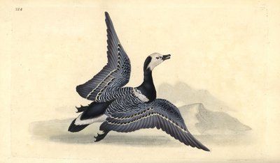 Havsmörgås, Branta leucopsis. Handfärgad kopparplåt ritad och graverad av Edward Donovan från hans egen "Natural History of British Birds", London av Edward Donovan