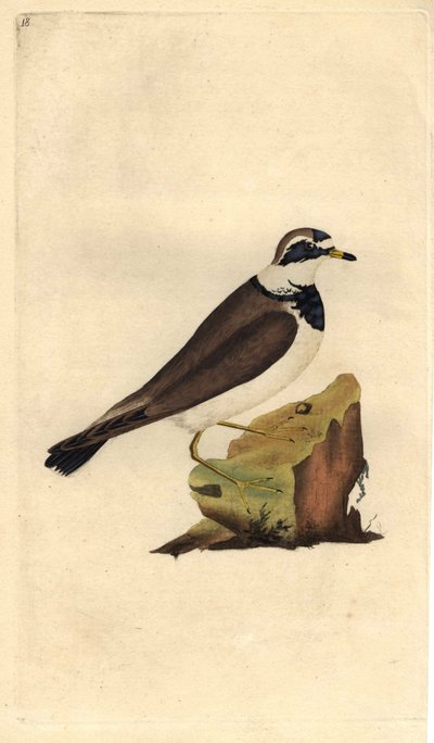 Stort grus. Charadrius hiaticula. Kopparstick av Edward Donovan (1768-1837), publicerad i Natural History of British Birds, London av Edward Donovan