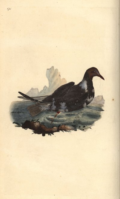 Svarthuvudmås, Chroicocephalus ridibundus, i sommarfjäderdräkt med brunt huvud. Handfärgad kopparplåt ritad och graverad av Edward Donovan från hans egen "Natural History of British Birds", London av Edward Donovan