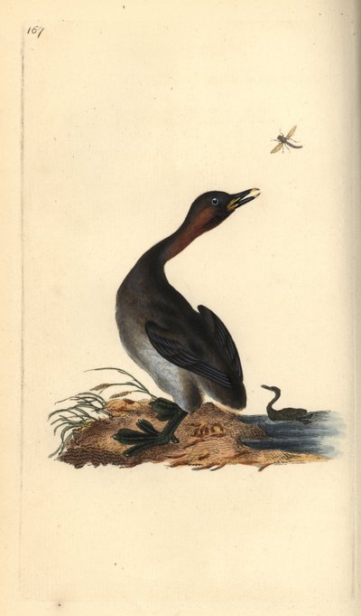 Svart hakdopping, Podiceps hebridicus. (Lilla dopping, Tachybaptus ruficollis?) Handfärgad kopparplåt ritad och graverad av Edward Donovan från hans egen "Natural History of British Birds", London av Edward Donovan