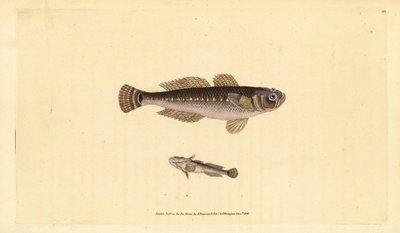 Svart kutling, Gobius niger. Handfärgad kopparplåt ritad och graverad av Edward Donovan från hans Natural History of British Fishes, Donovan och F.C. och J. Rivington, London av Edward Donovan