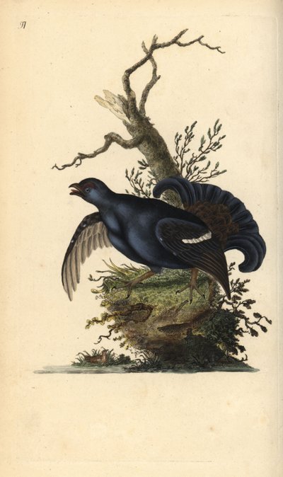 Svarthakedopping, Tetrao tetrix. Handkolorerat kopparstick tecknat och graverat av Edward Donovan från hans egen "Natural History of British Birds", London. av Edward Donovan
