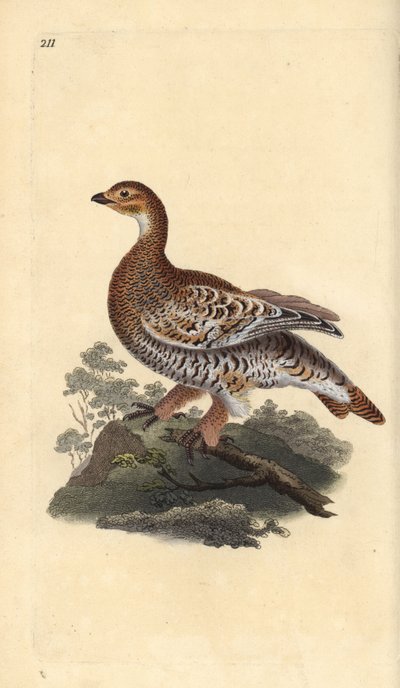 Orre eller svartvilt, Tetrao tetrix. Handfärgad kopparplåt ritad och graverad av Edward Donovan från hans egen "Natural History of British Birds", London av Edward Donovan