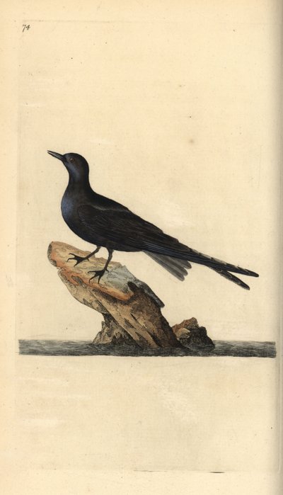 Svart tärna, Chlidonias niger. Handfärgad kopparplåt ritad och graverad av Edward Donovan från hans egen "Natural History of British Birds", London av Edward Donovan