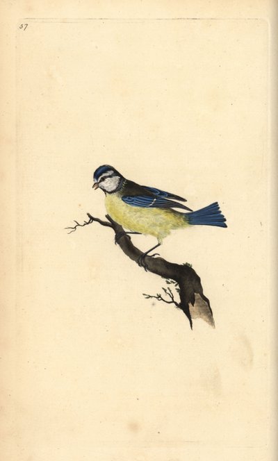 Blåmes, Cyanistes caeruleus. Handfärgad kopparplåt ritad och graverad av Edward Donovan från hans egen "Natural History of British Birds", London av Edward Donovan