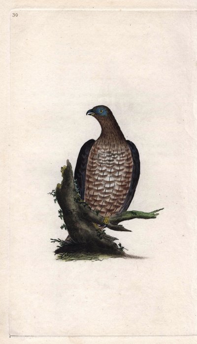 Bondree är ivrig. Pernis apivorus (Falco apivorus). Kopparstick av Edward Donovan (1768-1837), publicerad i Natural History of British Birds, London av Edward Donovan