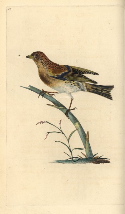 Brambling, Fringilla montifringilla. Handfärgad kopparplåt ritad och graverad av Edward Donovan från hans egen "Natural History of British Birds", London av Edward Donovan
