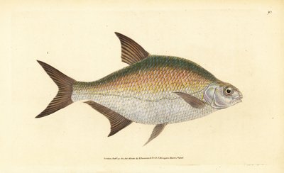 Braxen, Abramis brama (Cyprinus brama). Handfärgad kopparplåt ritad och graverad av Edward Donovan från hans Natural History of British Fishes, Donovan och F.C. och J. Rivington, London av Edward Donovan