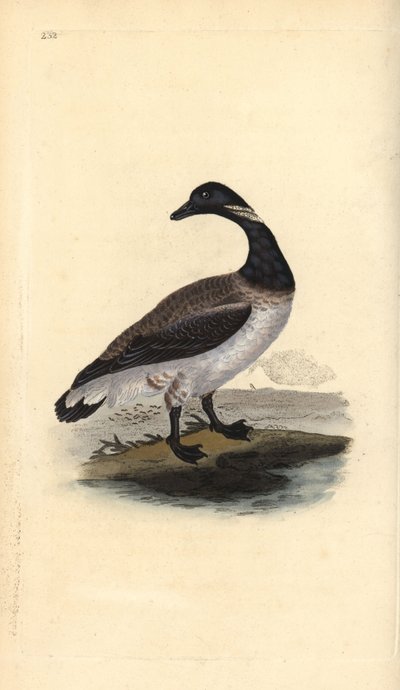 Brentgås, Branta bernicla. Handfärgad kopparplåt ritad och graverad av Edward Donovan från hans egen "Natural History of British Birds", London av Edward Donovan
