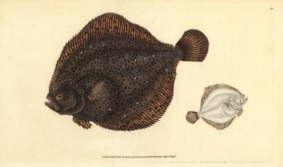 Brill eller pärla, Scophthalmus rhombus (Pleuronectes rhombus). Handfärgad kopparplåt ritad och graverad av Edward Donovan från hans Natural History of British Fishes, Donovan och F.C. och J. Rivington, London av Edward Donovan
