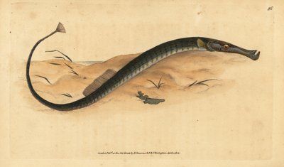 Brednosig eller kortare pipfisk. Syngnathus-tyfl. Handfärgad kopparplåt ritad och graverad av Edward Donovan från hans Natural History of British Fishes, Donovan och F.C. och J. Rivington, London av Edward Donovan