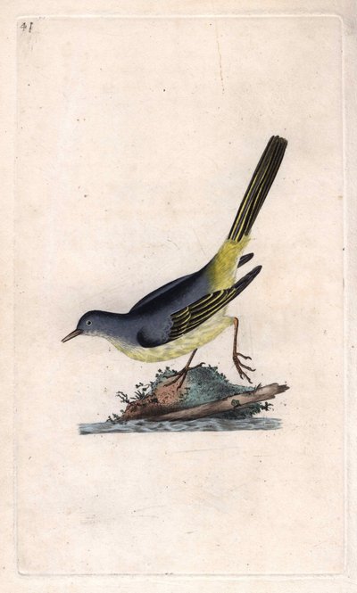 Brook Shepherd. Motacilla cinerea (Motacilla boarula). Kopparstick av Edward Donovan (1768-1837), publicerad i Natural History of British Birds, London av Edward Donovan