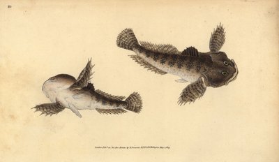 Tjurhuvud, Cottus gobio (flodens tjurhuvud). Handfärgad kopparplåt ritad och graverad av Edward Donovan från hans Natural History of British Fishes, Donovan och F.C. och J. Rivington, London av Edward Donovan