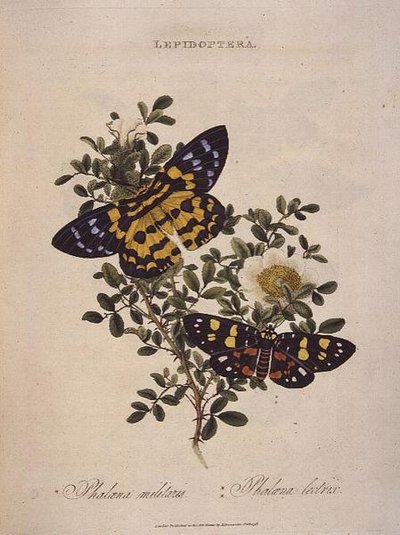 Fjärilar: Phalaena Militaris, Phalaena Lectrix, pub. av konstnären av Edward Donovan