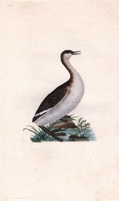 Castagny dopping. Tachybaptus ruficollis (Podiceps nigricans). Kopparstick av Edward Donovan (1768-1837), publicerad i Natural History of British Birds, London av Edward Donovan