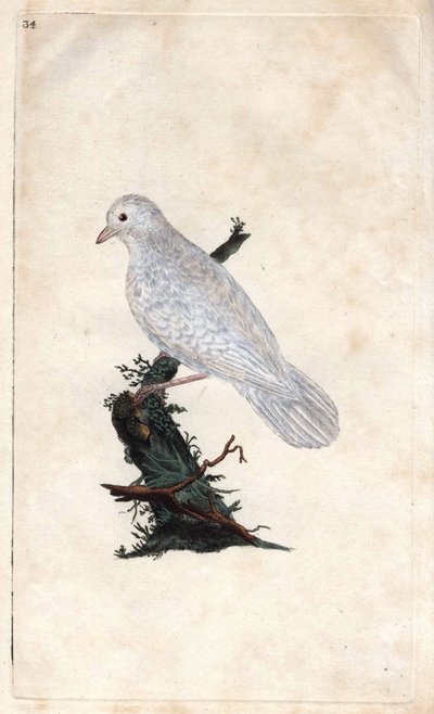 Chenes Jay. Garrulus glandarius. Kopparstick av Edward Donovan (1768-1837), publicerad i Natural History of British Birds, London av Edward Donovan