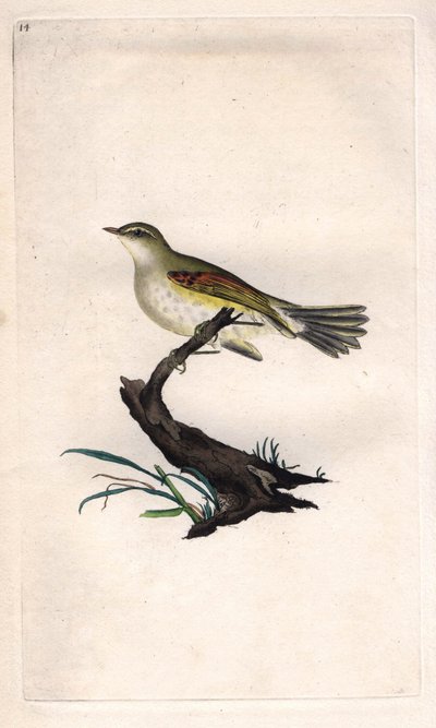 Kyckling fitis. Phylloscopus trochilus (Motacilla trochilus). Kopparstick av Edward Donovan (1768-1837), publicerad i Natural History of British Birds, London av Edward Donovan