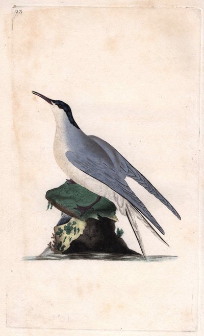 Vanlig tärna. Sterna hirundo. Kopparstick av Edward Donovan (1768-1837), publicerad i Natural History of British Birds, London av Edward Donovan
