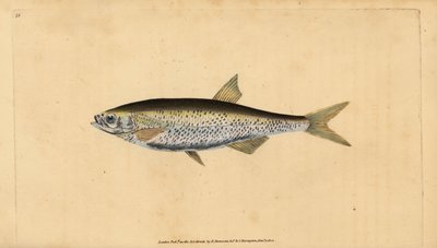 Vanlig dyster, Alburnus alburnus (Cyprinus alburnus). Handfärgad kopparplåt ritad och graverad av Edward Donovan från hans Natural History of British Fishes, Donovan och F.C. och J. Rivington, London av Edward Donovan