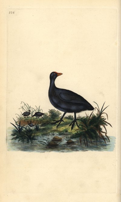 Sothöns, Fulica atra. Handfärgad kopparplåt ritad och graverad av Edward Donovan från hans egen "Natural History of British Birds", London av Edward Donovan