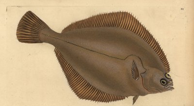 Vanlig dab, Limanda limanda (Pleuronectes limanda). Handfärgad kopparplåt ritad och graverad av Edward Donovan från hans Natural History of British Fishes, Donovan och F.C. och J. Rivington, London av Edward Donovan