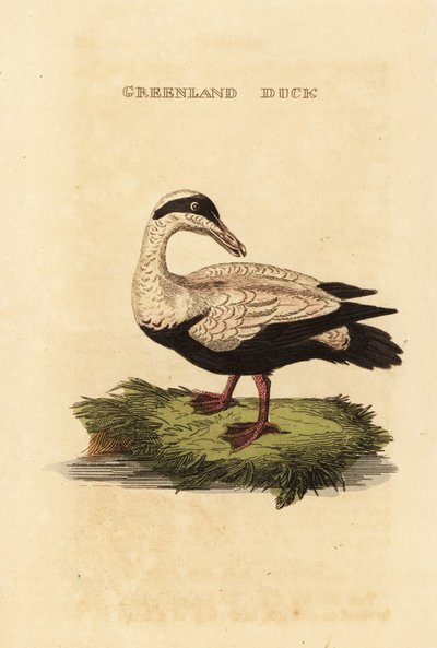 Ejder, Somateria av Edward Donovan