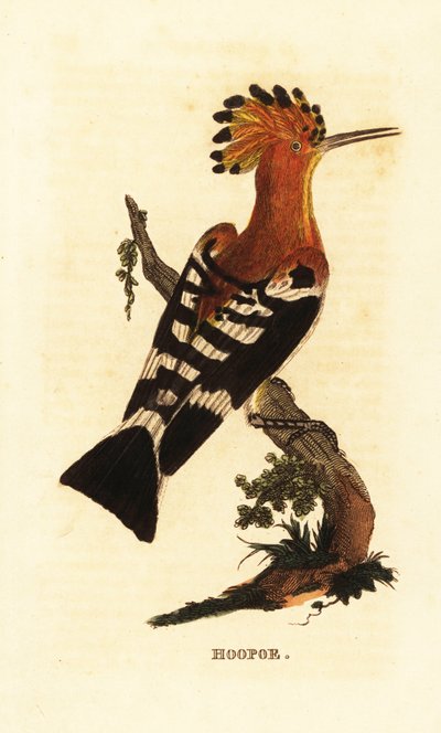 Vanlig hoopoe, Upupa epops av Edward Donovan
