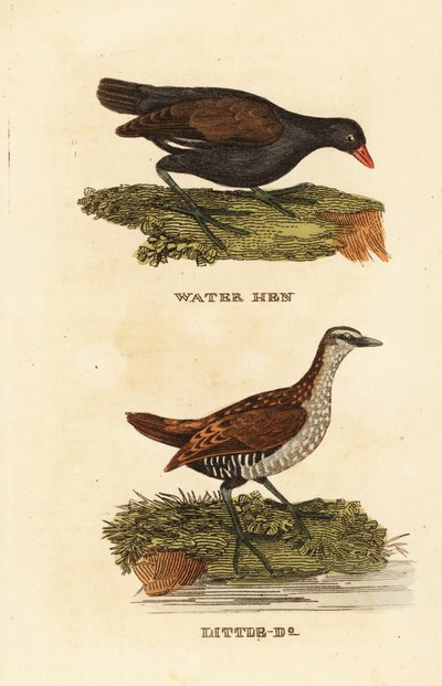 Vanlig hedhöna, Gallinula chloropus, och fläckig snurra, Porzana porzana av Edward Donovan