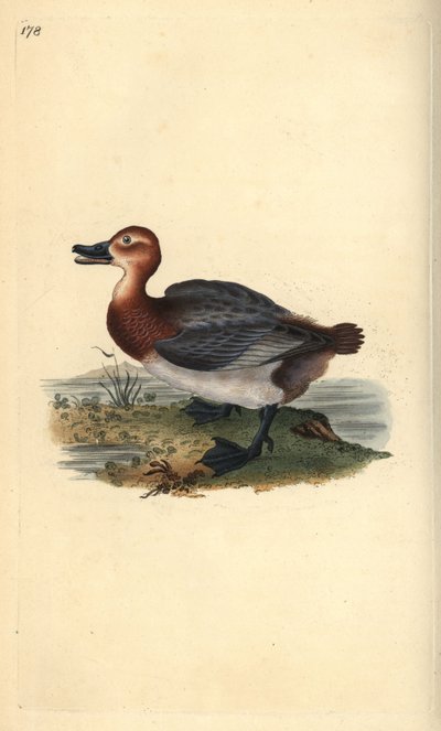Vanlig tröja eller rödhårig viva, Aythra ferina (hona). Handfärgad kopparplåt ritad och graverad av Edward Donovan från hans egen "Natural History of British Birds", London av Edward Donovan