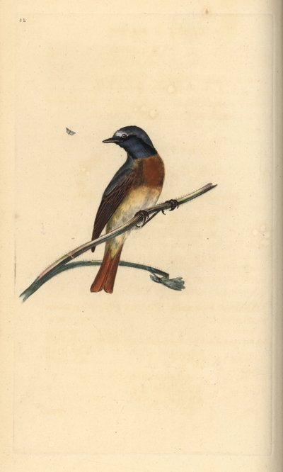Vanlig rödstjärt, Phoenicurus phoenicurus. Handfärgad kopparplåt ritad och graverad av Edward Donovan från hans egen "Natural History of British Birds", London av Edward Donovan