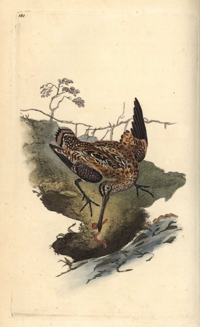 Snipa, Gallinago gallinago, fångar en mask. Handfärgad kopparplåt ritad och graverad av Edward Donovan från hans egen "Natural History of British Birds", London av Edward Donovan