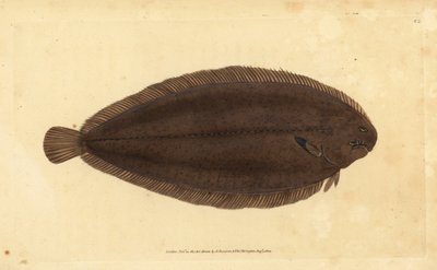 Vanlig sula eller Dover-sula, Solea solea (Pleuronectes solea). Handfärgad kopparplåt ritad och graverad av Edward Donovan från hans Natural History of British Fishes, Donovan och F.C. och J. Rivington, London av Edward Donovan
