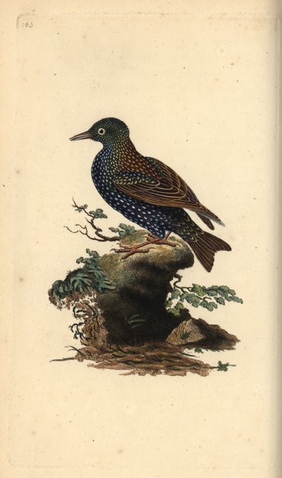 Stare, Sturnus vulgaris. Handfärgad kopparplåt ritad och graverad av Edward Donovan från hans egen "Natural History of British Birds", London av Edward Donovan