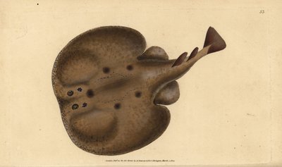 Vanlig torped eller ögonstråle, Raja-torped. Handfärgad kopparplåt ritad och graverad av Edward Donovan från hans Natural History of British Fishes, Donovan och F.C. och J. Rivington, London av Edward Donovan