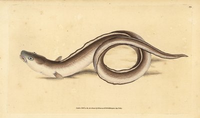 Conger ål, Muraena conger. Handkolorerad kopparplatta ritad och graverad av Edward Donovan från hans Natural History of British Fishes, Donovan and F.C. and J. Rivington, London. av Edward Donovan