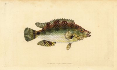 Korkvinge, Symphodus melops (Goldfinny, Labrus cornubius). Handfärgad kopparplåt ritad och graverad av Edward Donovan från hans Natural History of British Fishes, Donovan och F.C. och J. Rivington, London av Edward Donovan