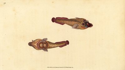 Cornish sucker, Lepadogaster purpurea (ocellated sucker, Cyclopterus ocellatus). Handkolorerat kopparstick tecknat och graverat av Edward Donovan från hans Natural History of British Fishes, Donovan and F.C. and J. Rivington, London. av Edward Donovan